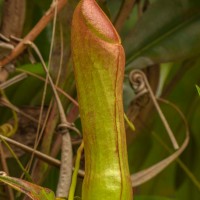 Nepenthes distillatoria L.